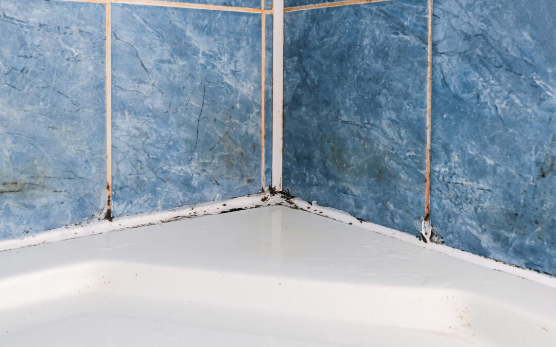 Black Mold vs. Mildew in the Shower: How to Tell the Difference (and When It’s a Structural Leak)