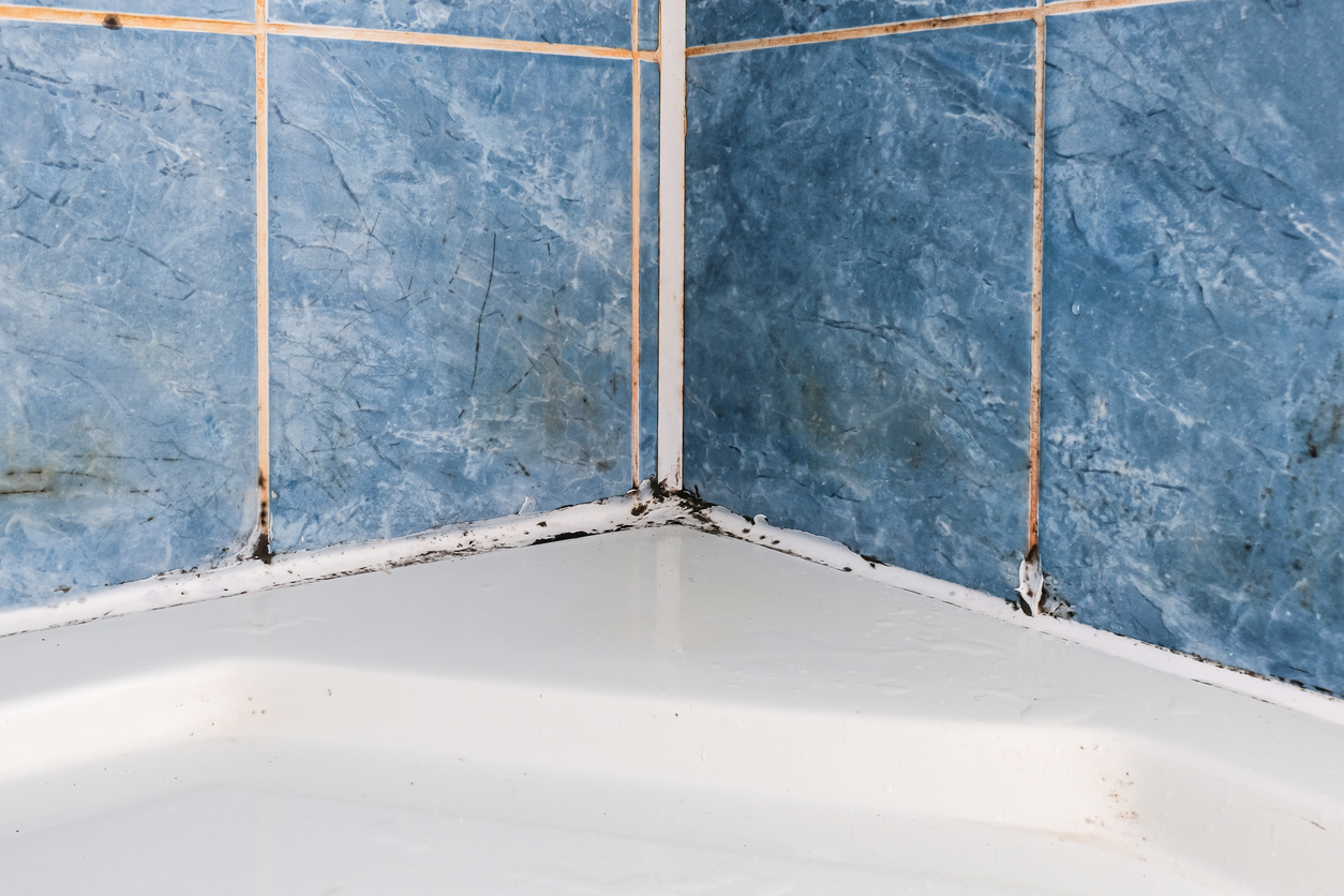 Mold fungus and rust growing in tile joints in damp poorly ventilated bathroom with high humidity, moisture and dampness problem in bath areas and shower. black mold vs. mildew in the shower